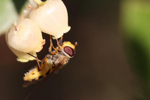 Syrphus ribesii